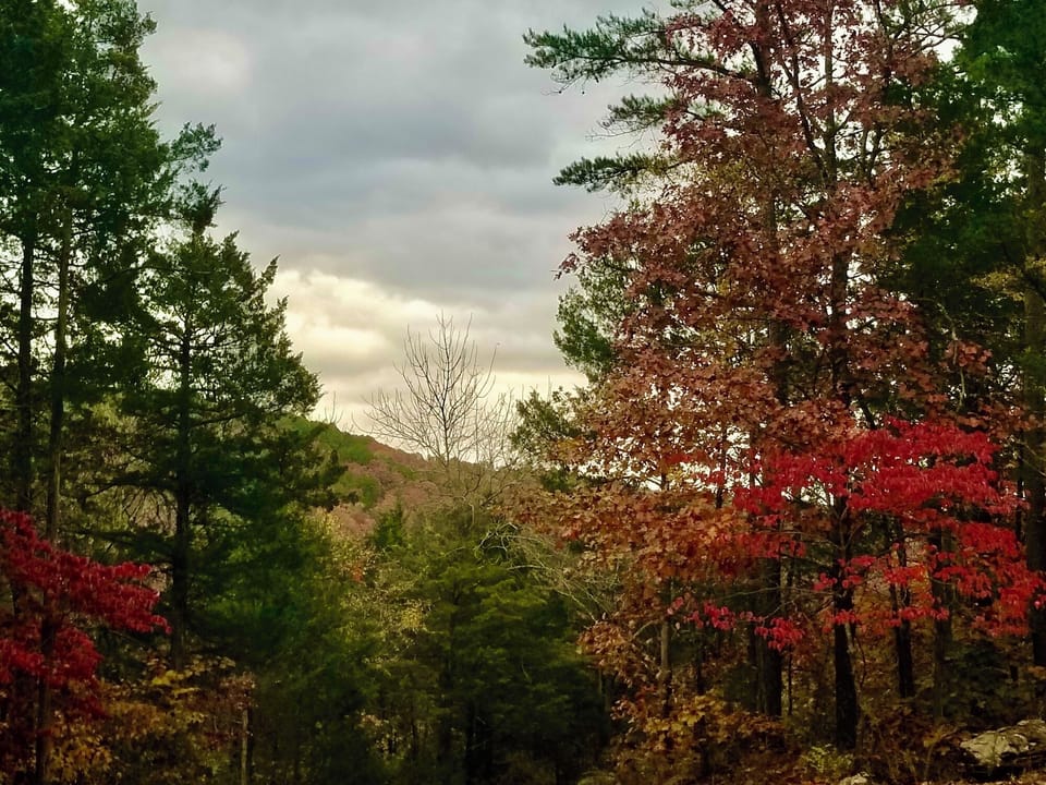Mountain/Forest View