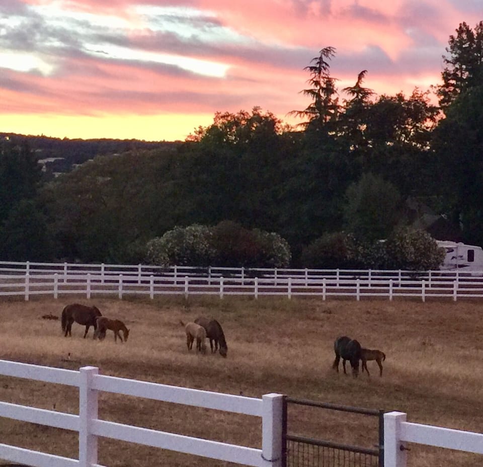Mares and foals!