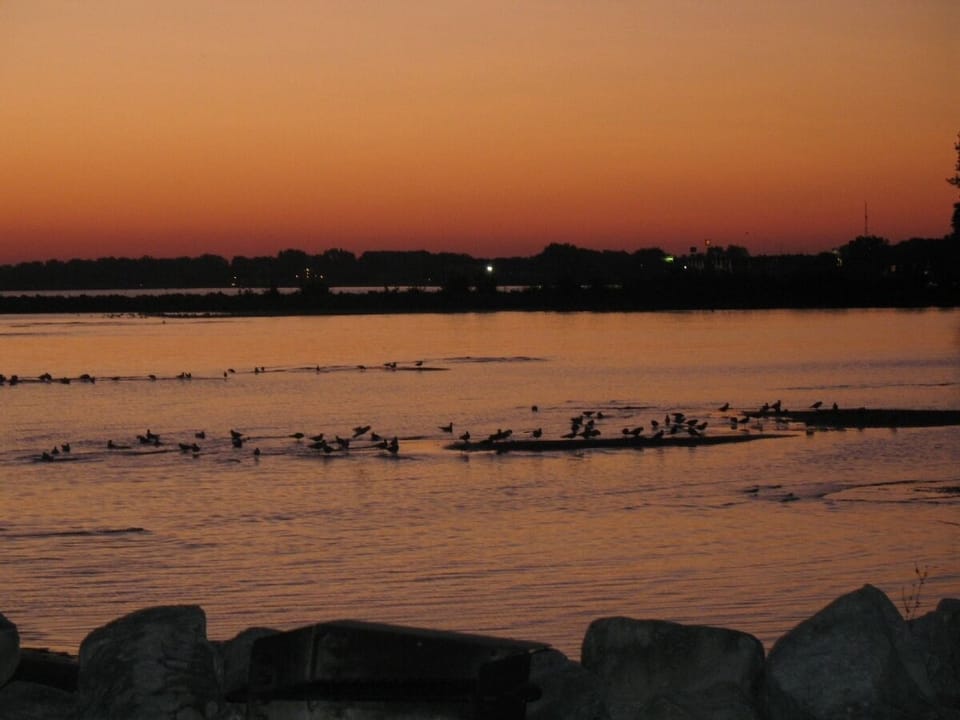Gulls on the Beach at Sunset