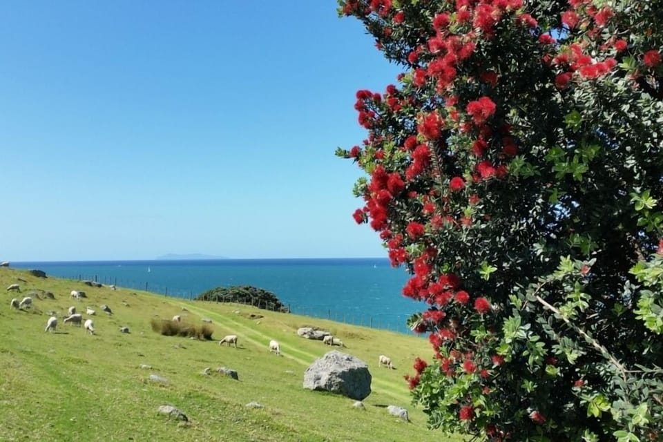 Sheep and ocean views on Mt Mauao