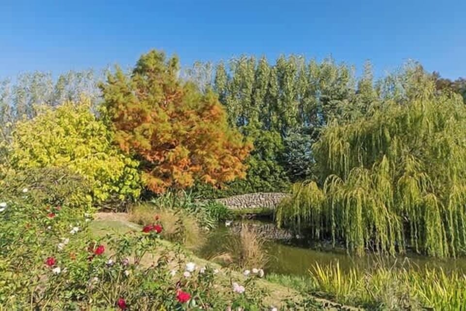 View of the garden and pond