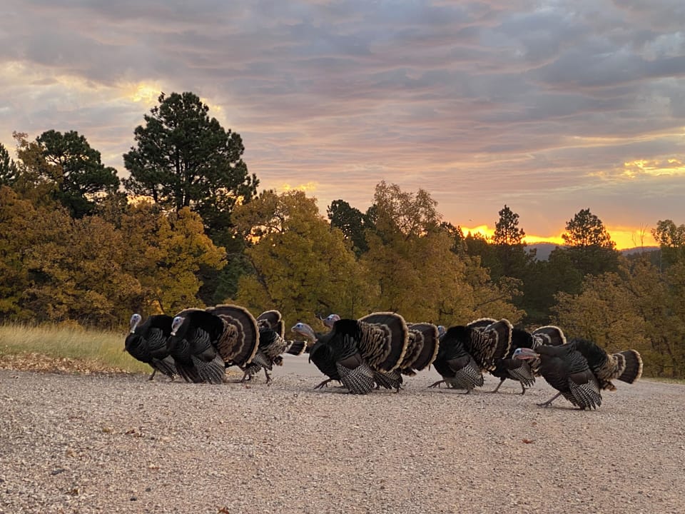 regular visits from our wildlife neighbors including turkeys and deer