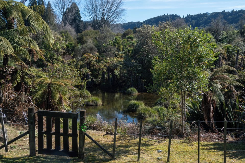 Upper reaches of Hamurana Springs