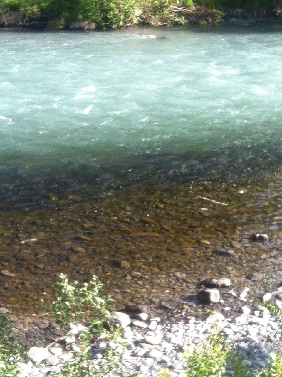 River dark with salmon
