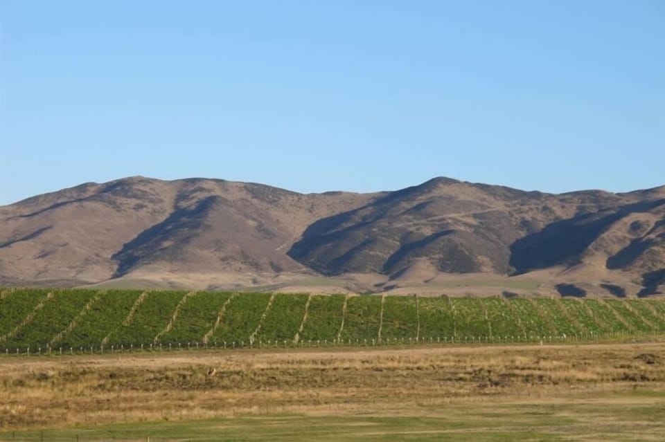 Vineyard view