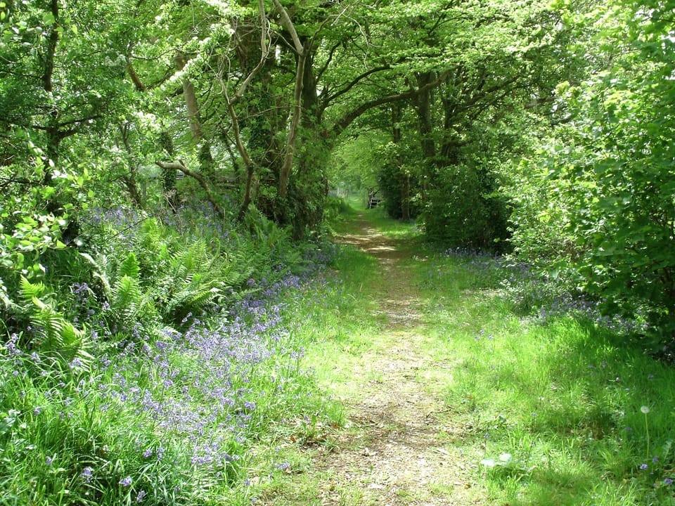 North Lodge wooded walk