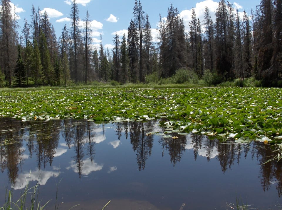 Lily Pad Lake Trail