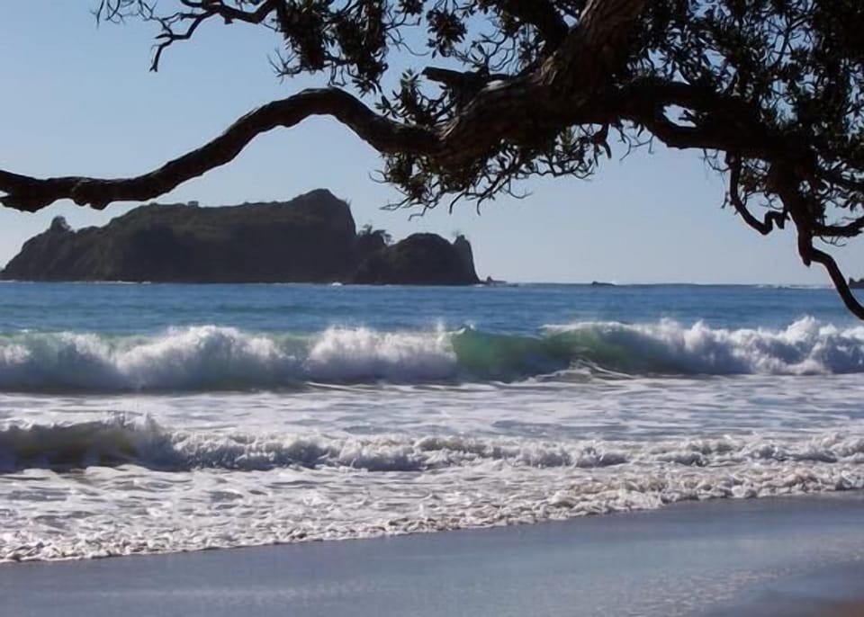 Pohutukawa on the beach
