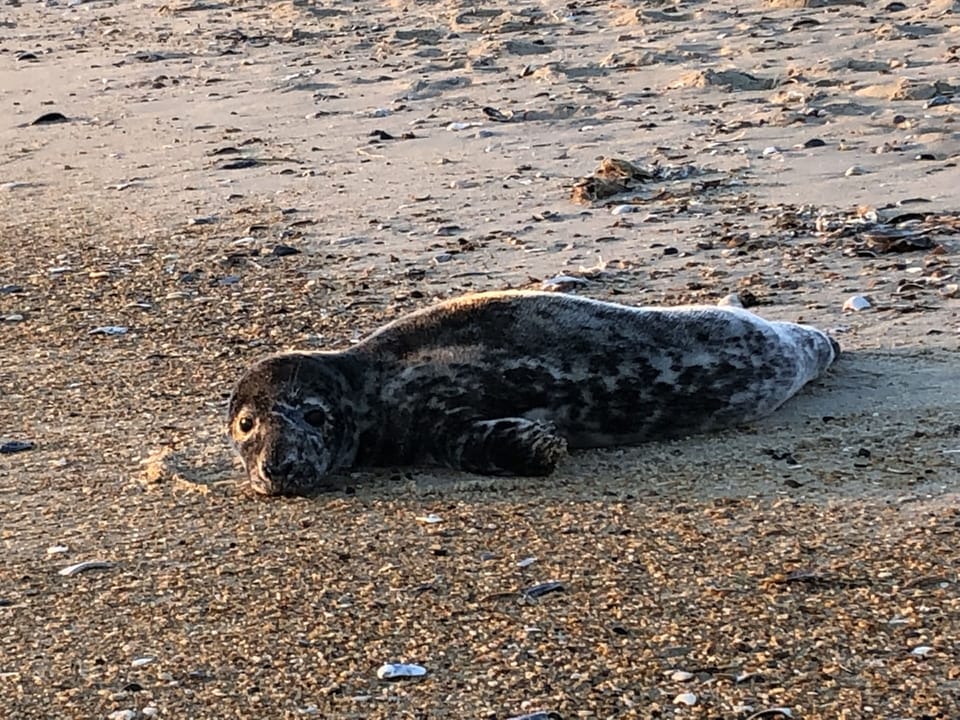 A rare site of a seal sunbathing :-)
