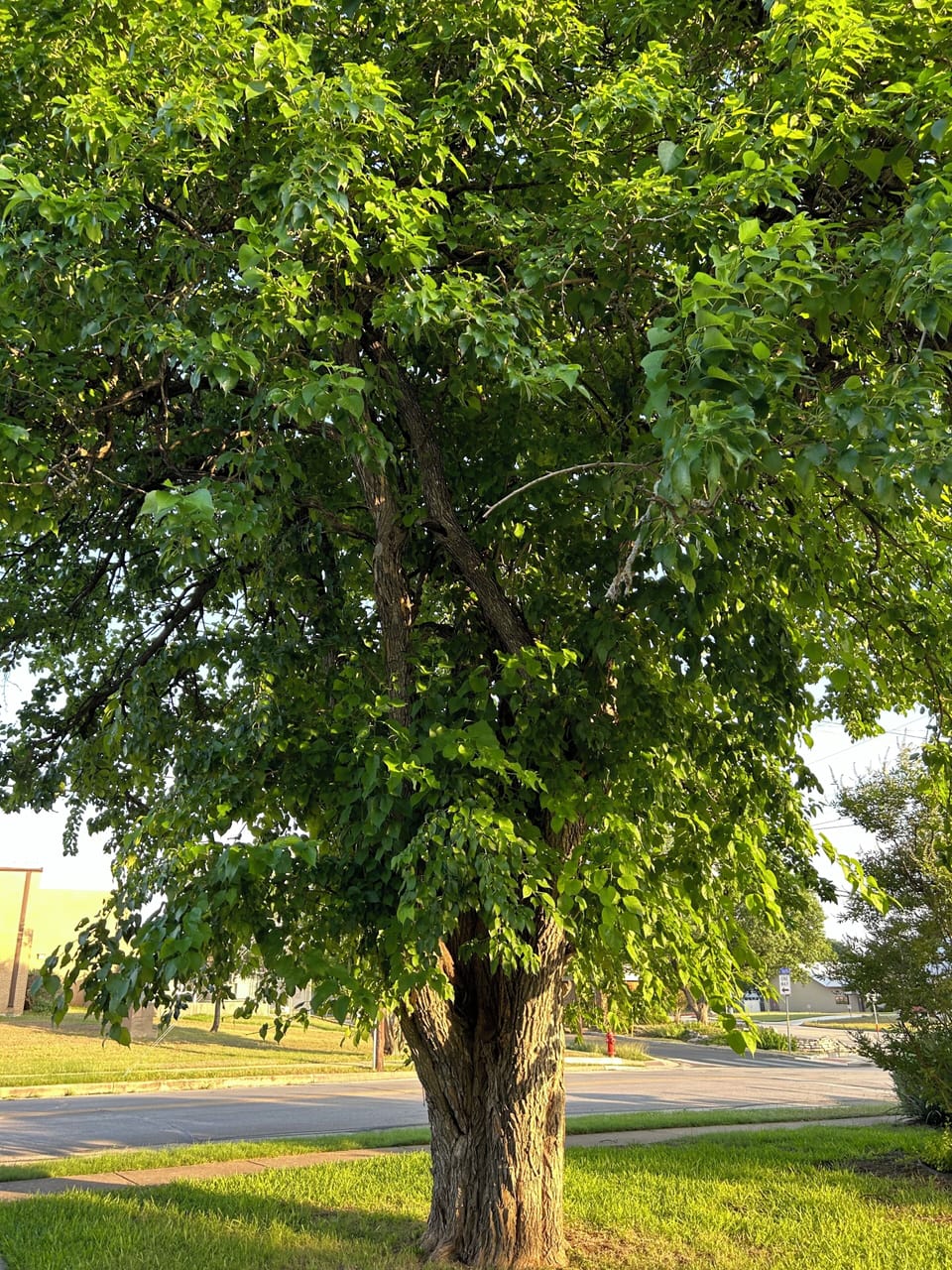 This is a Bois D’ Arc tree and how we decided on the name for our BnB