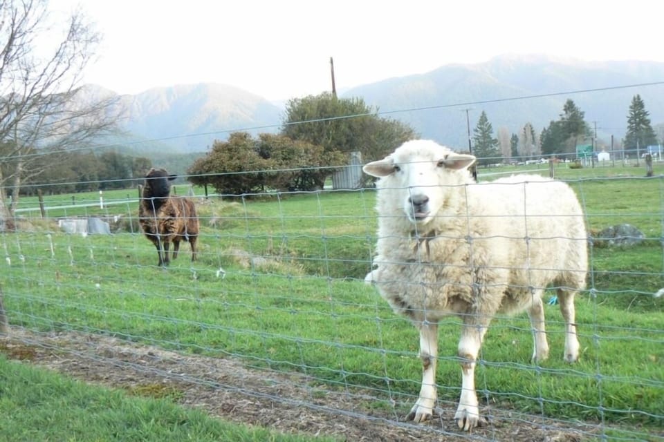 Pet sheep