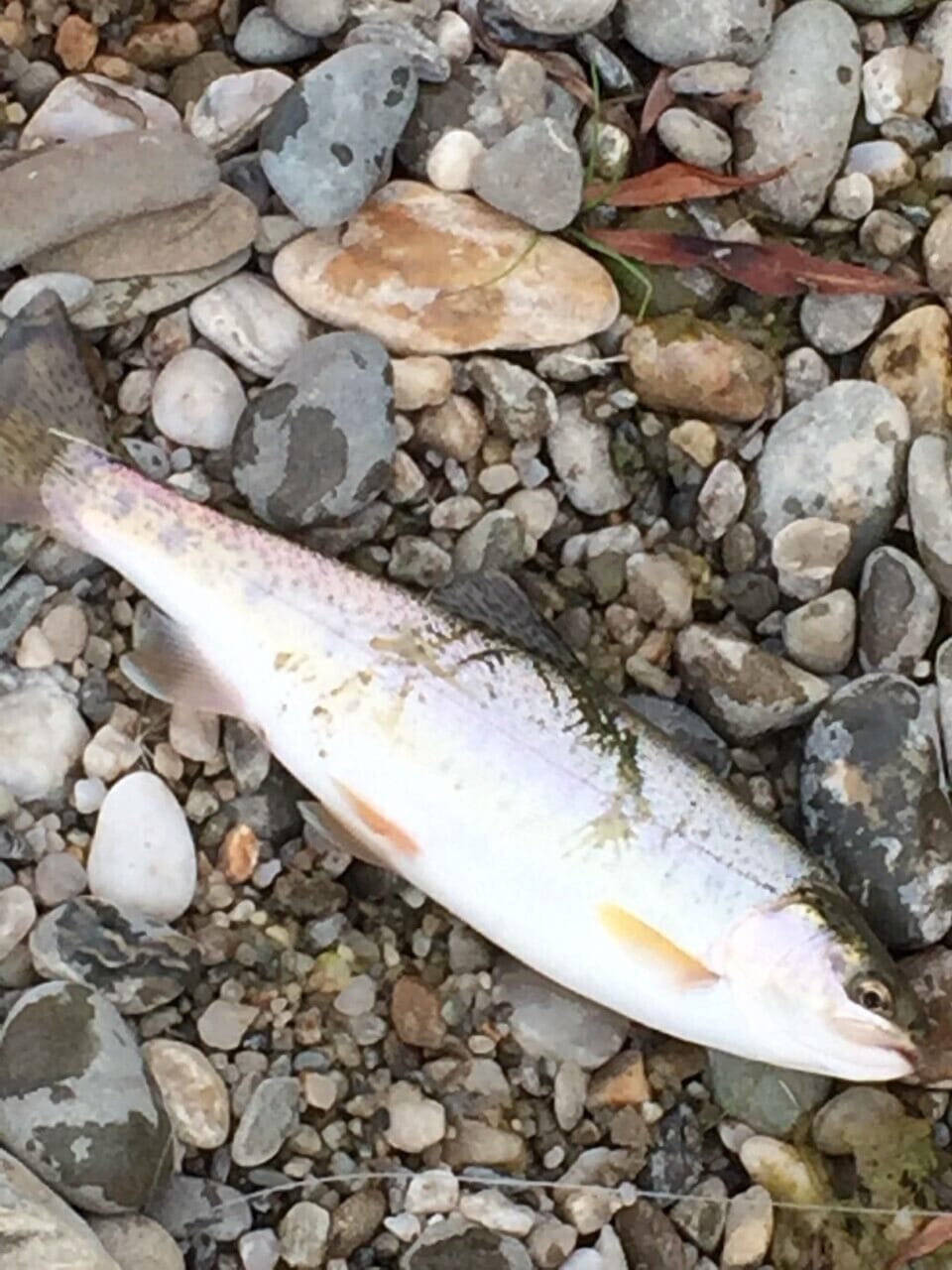 Can you catch one!?