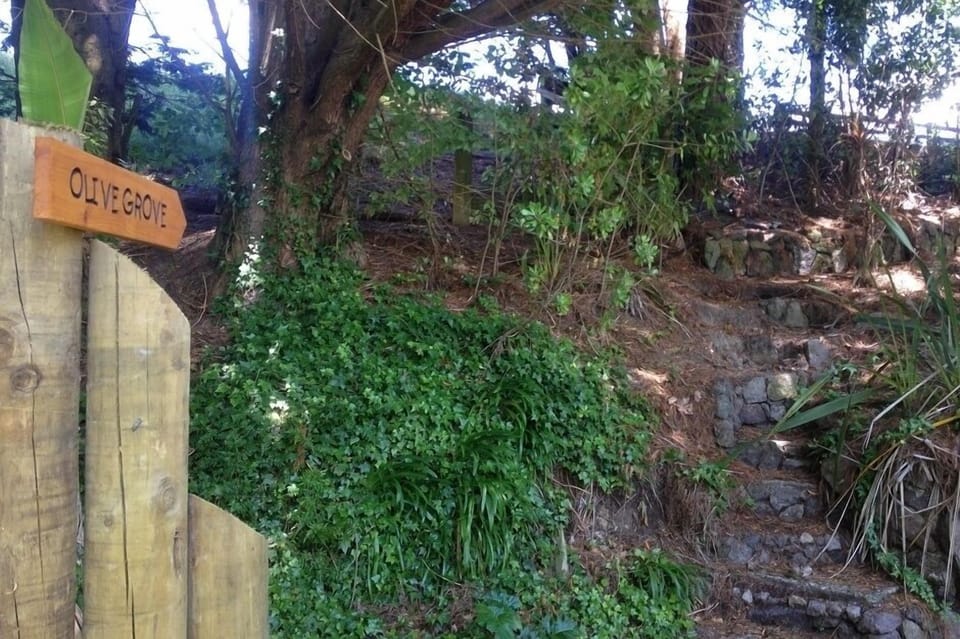 Walk upto the Olive Grove behind the Annex 