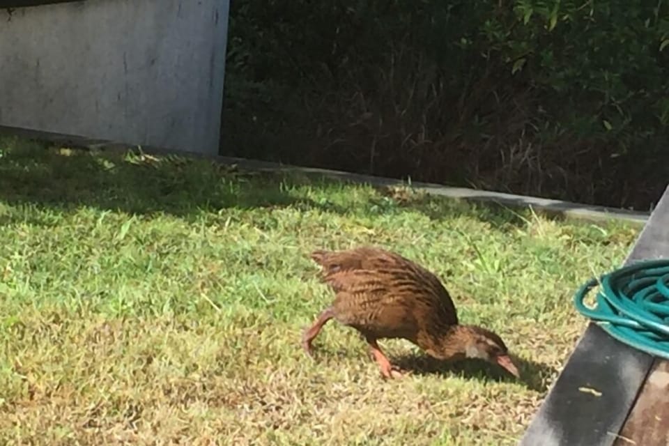 Weka native bird 