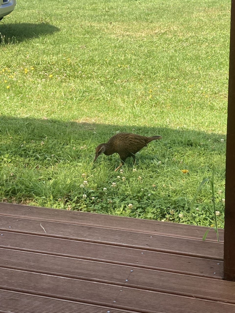There is a Weka family who lives around the place.