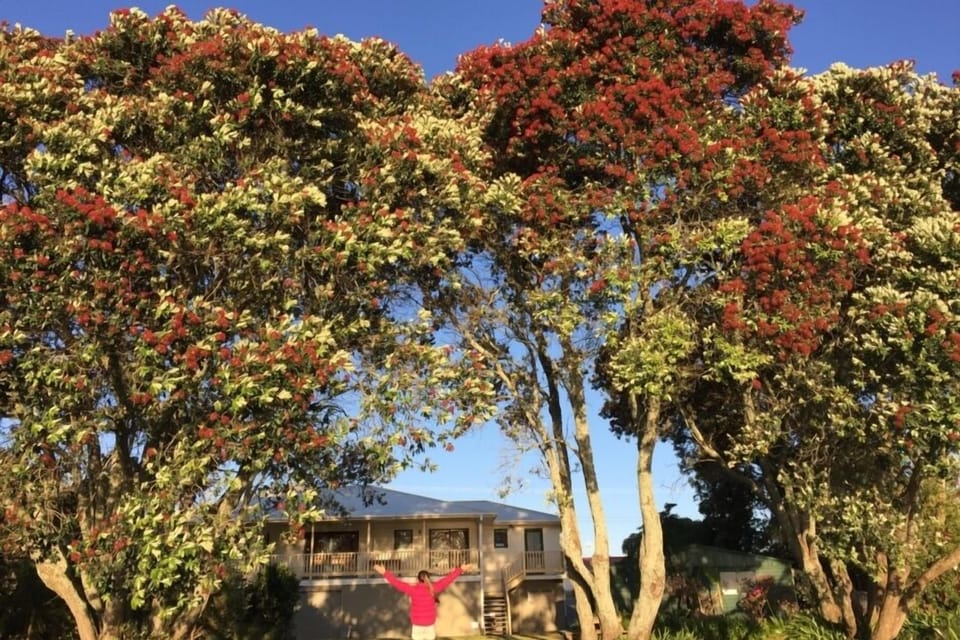 Eunoia from the estuary through the beautiful Pohutukawa trees while in flower