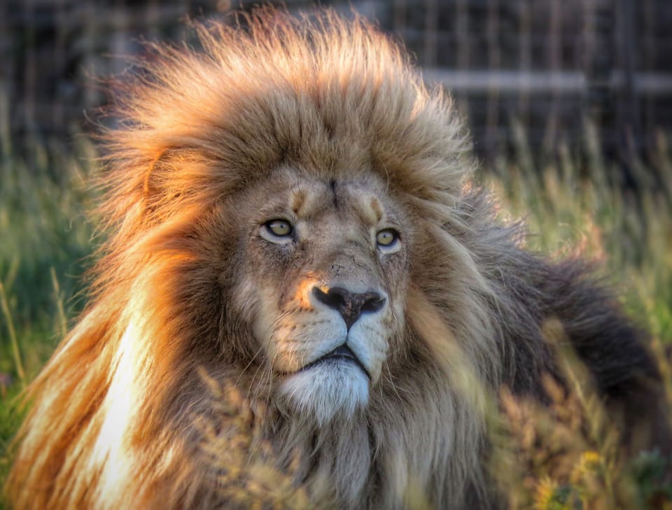 Our social media superstar King Smokey 