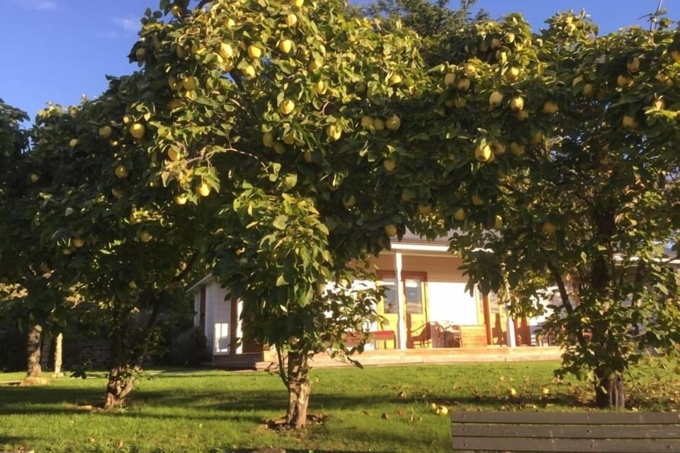 Quinces for your delight
