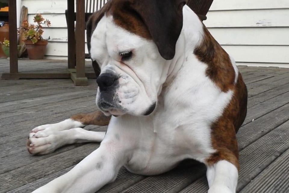 Our beautiful boxer, Tilly.