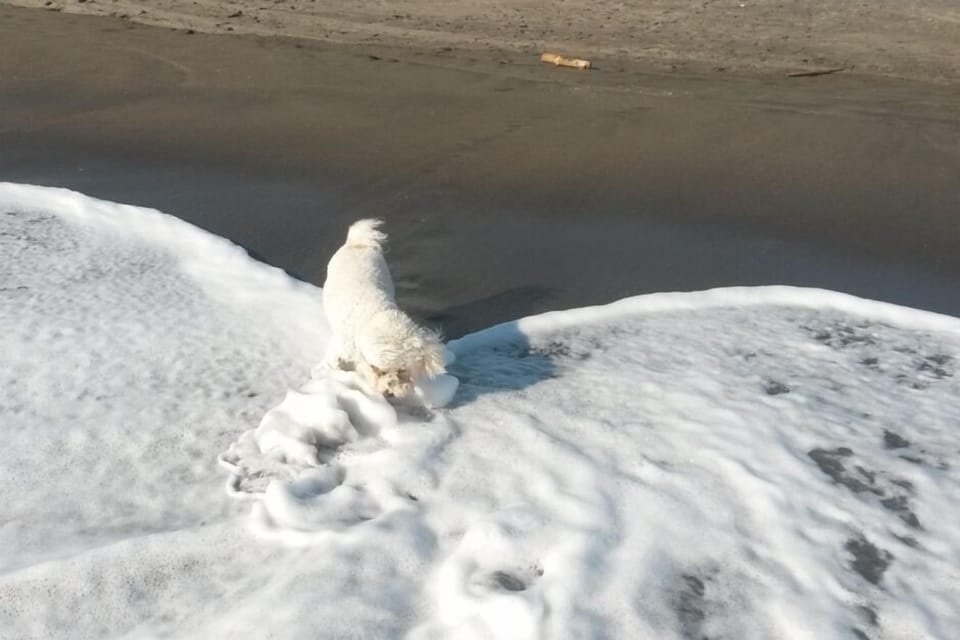 A Bichon At The Beach