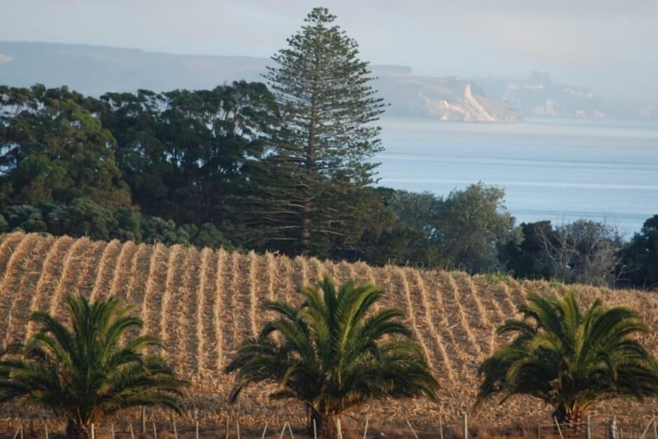 Maize harvested in summer