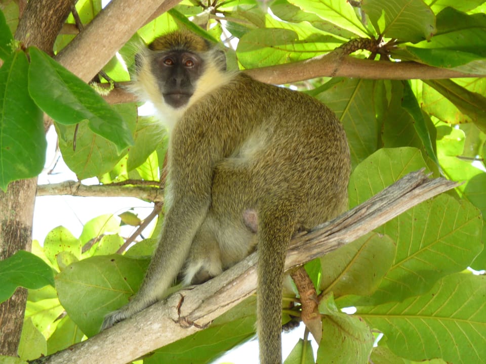 Friendly green monkeys can be spotted in the gardens.