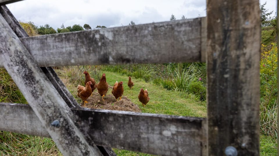 Chickens