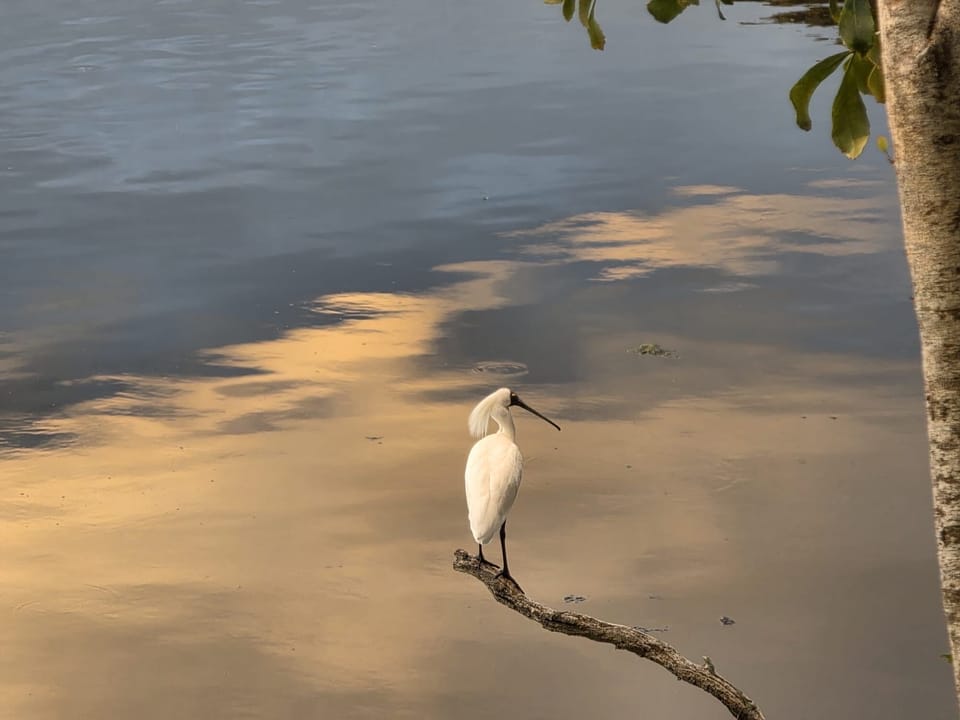 Spoonbill posing at sunset in front of your deck