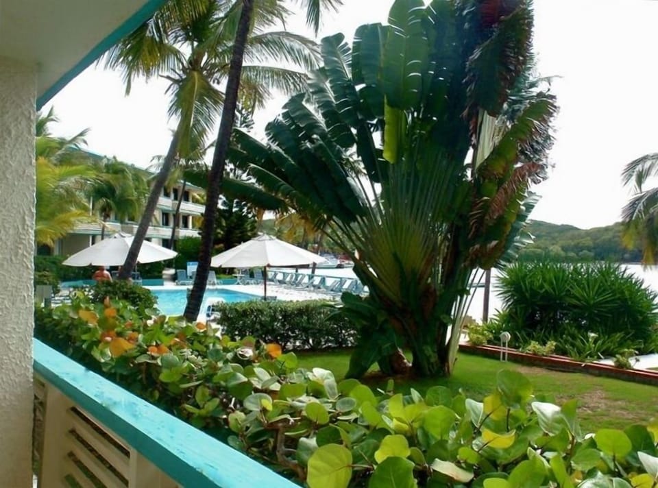 Just Past the Fan Palm - View the Oceanfront Pool from Your Chair on the Patio