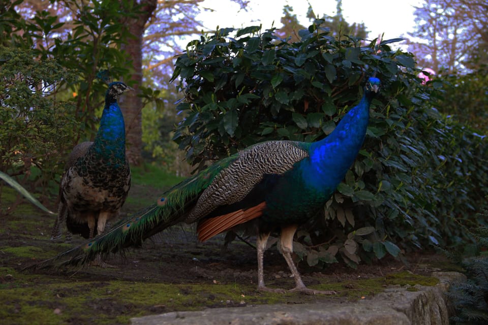 ...famous for its peacocks!