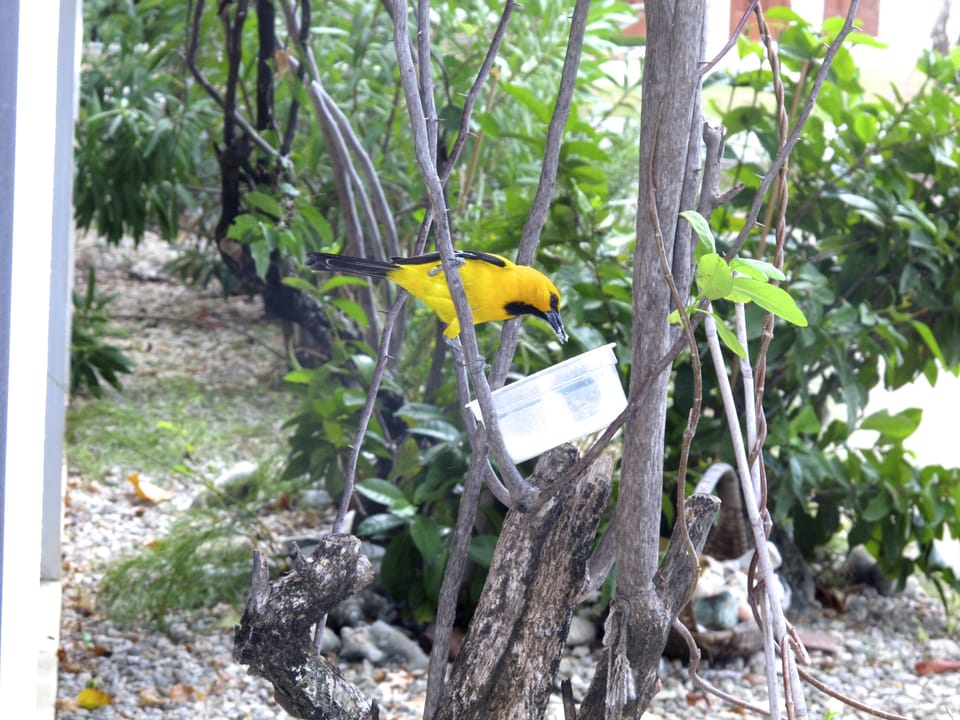 All types of visiting birds outside patio more so with a little sugar.