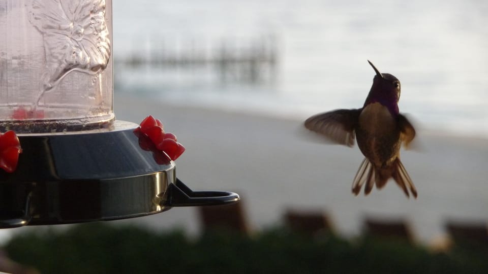 Lots of hummingbirds.