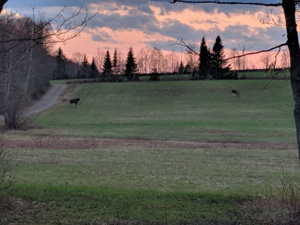 Moose in the back field