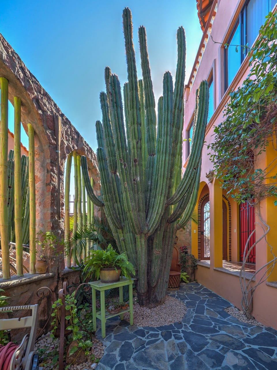 100 year old cactus