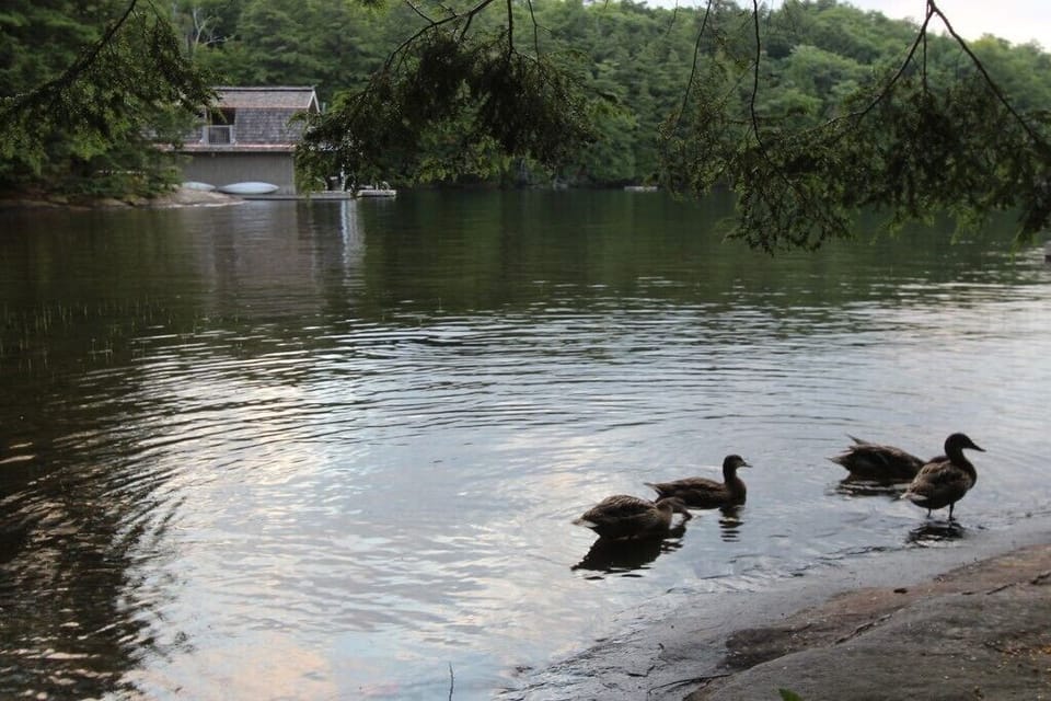 a family of ducks near the small boathouse with large boathouse in background