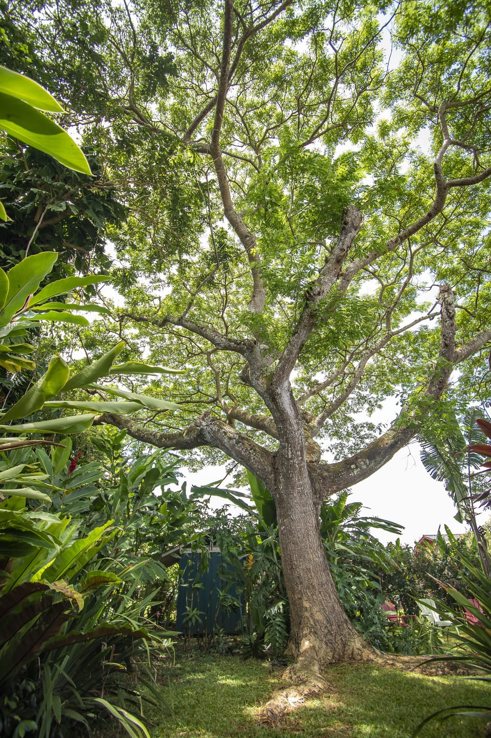 Towering over the backyard is a stunning monkeypod tree.