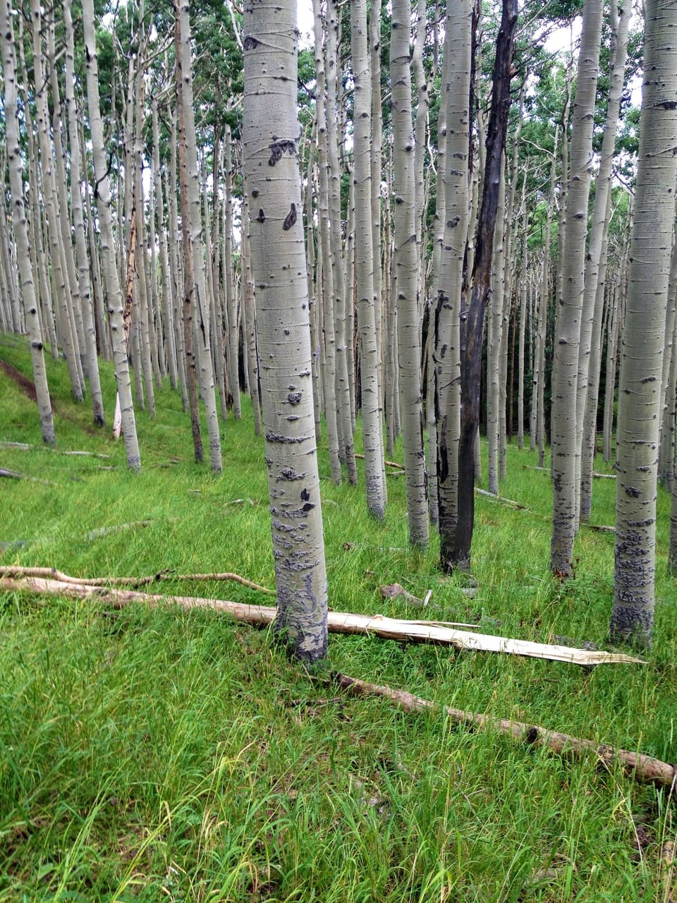 Hiking the inner basin.