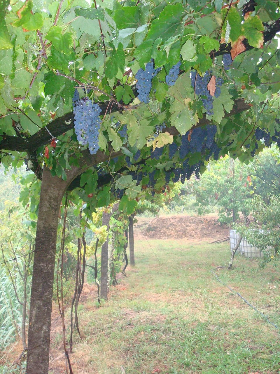  Vineyards