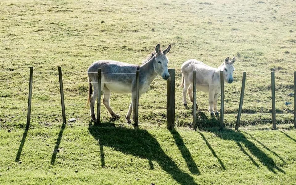 Friendly donkeys