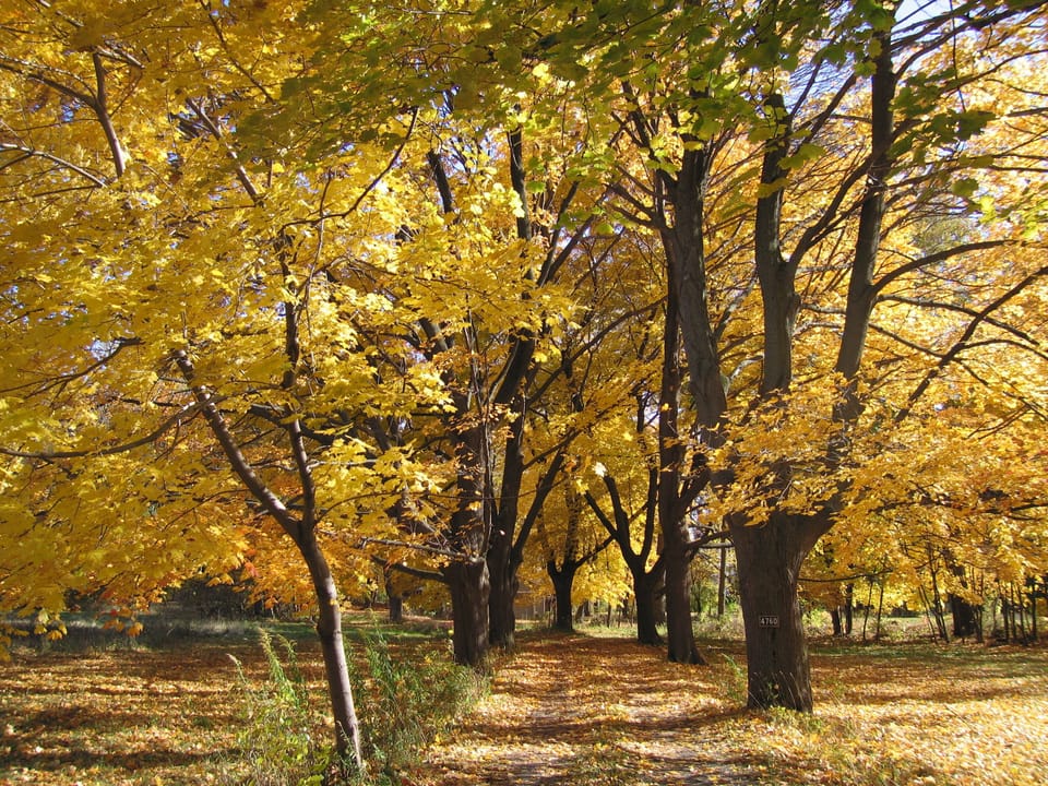 Driveway in fall