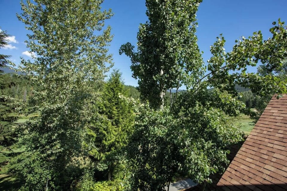 - Lush treetop view from your private Whistler retreat balcony  
- Serene forest canopy offers calm and fresh mountain breeze  
- A quiet moment surrounded by alpine greenery and sunlight  
