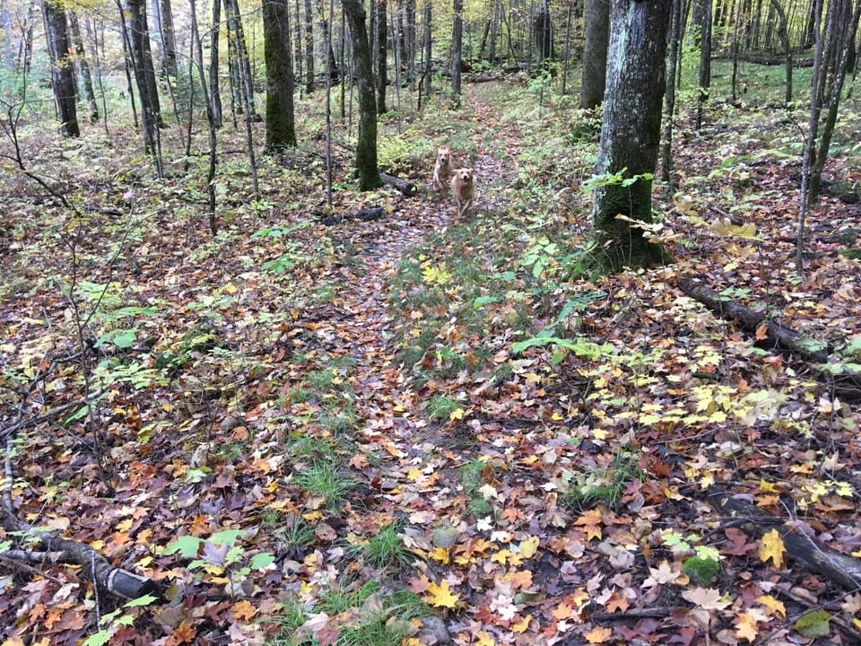 Cleo and Sophie go for a walk in the forest.
