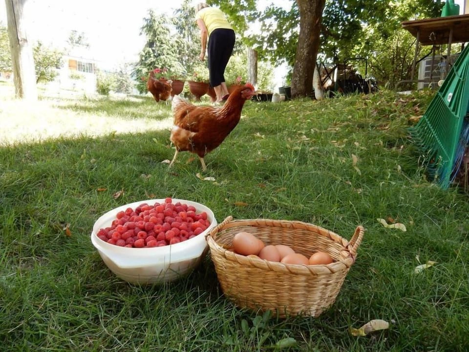 Raspberries & eggs!