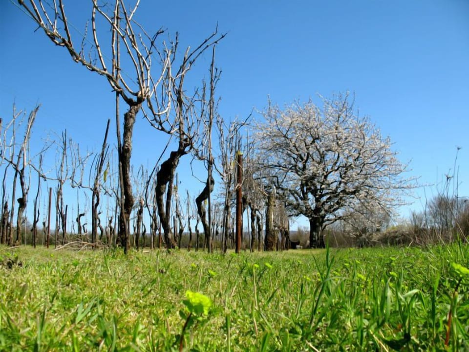 Vineyard and a 100 years old cherry tree on our bike tour path.