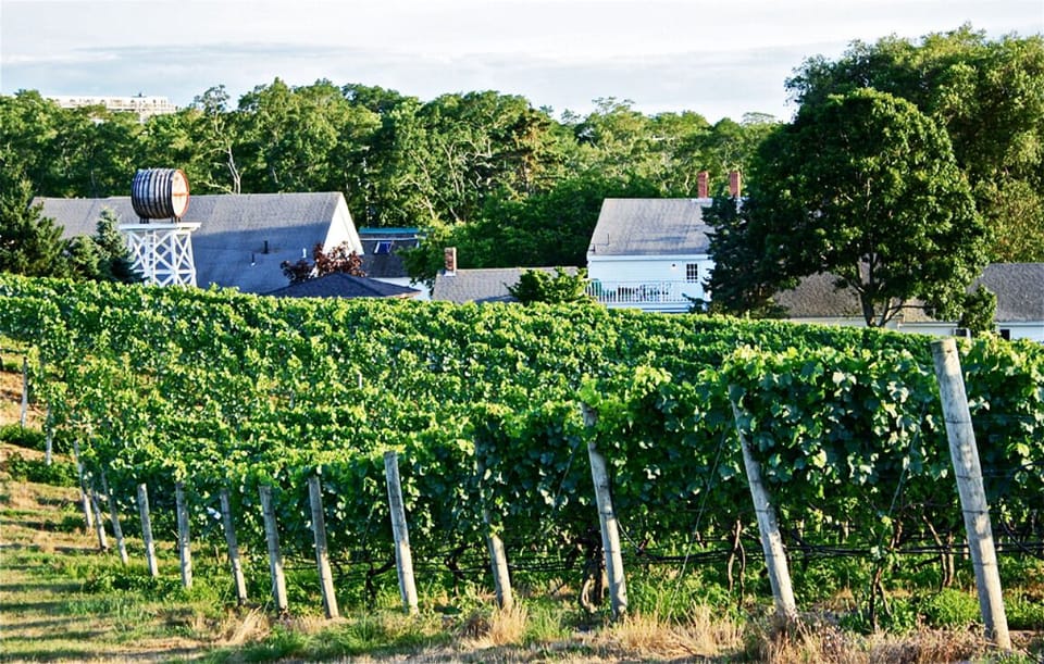 Truro Vineyard