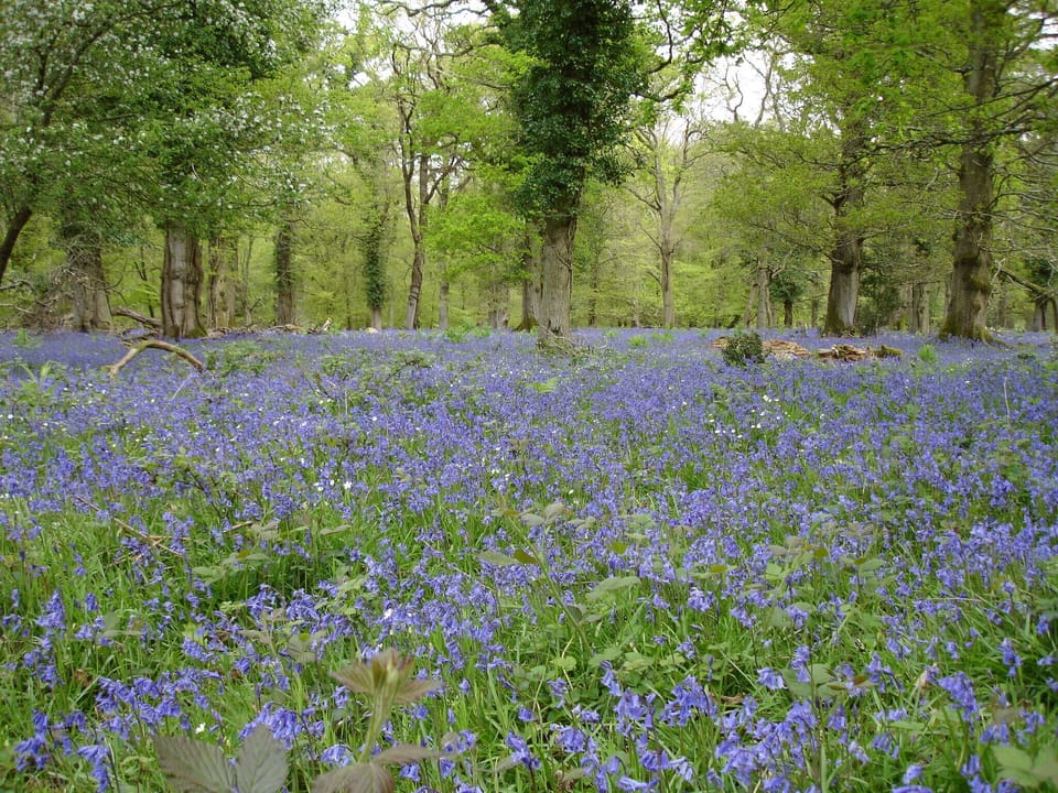see bluebells in spring
