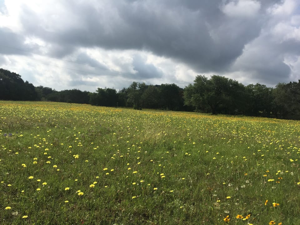 Wildflowers in the pasture.