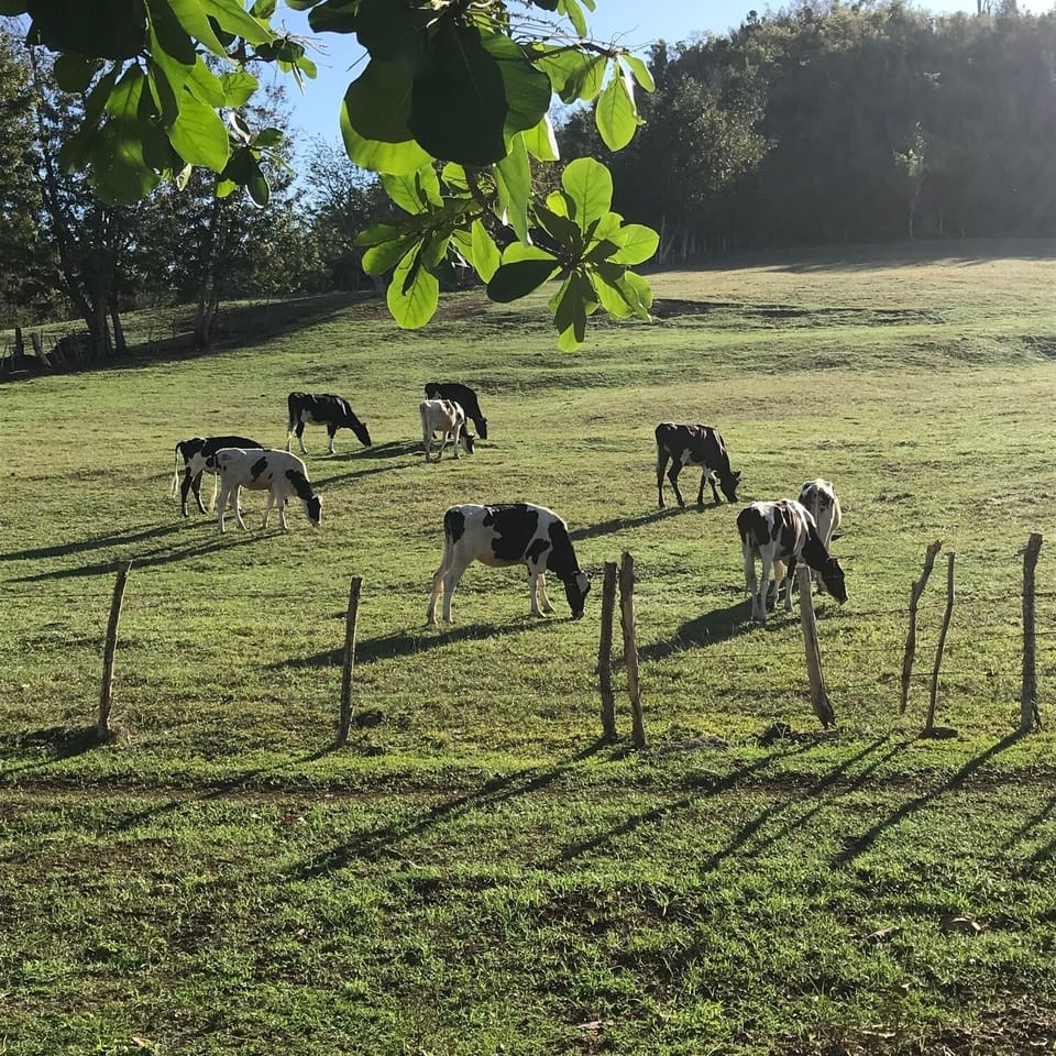 Tres cows