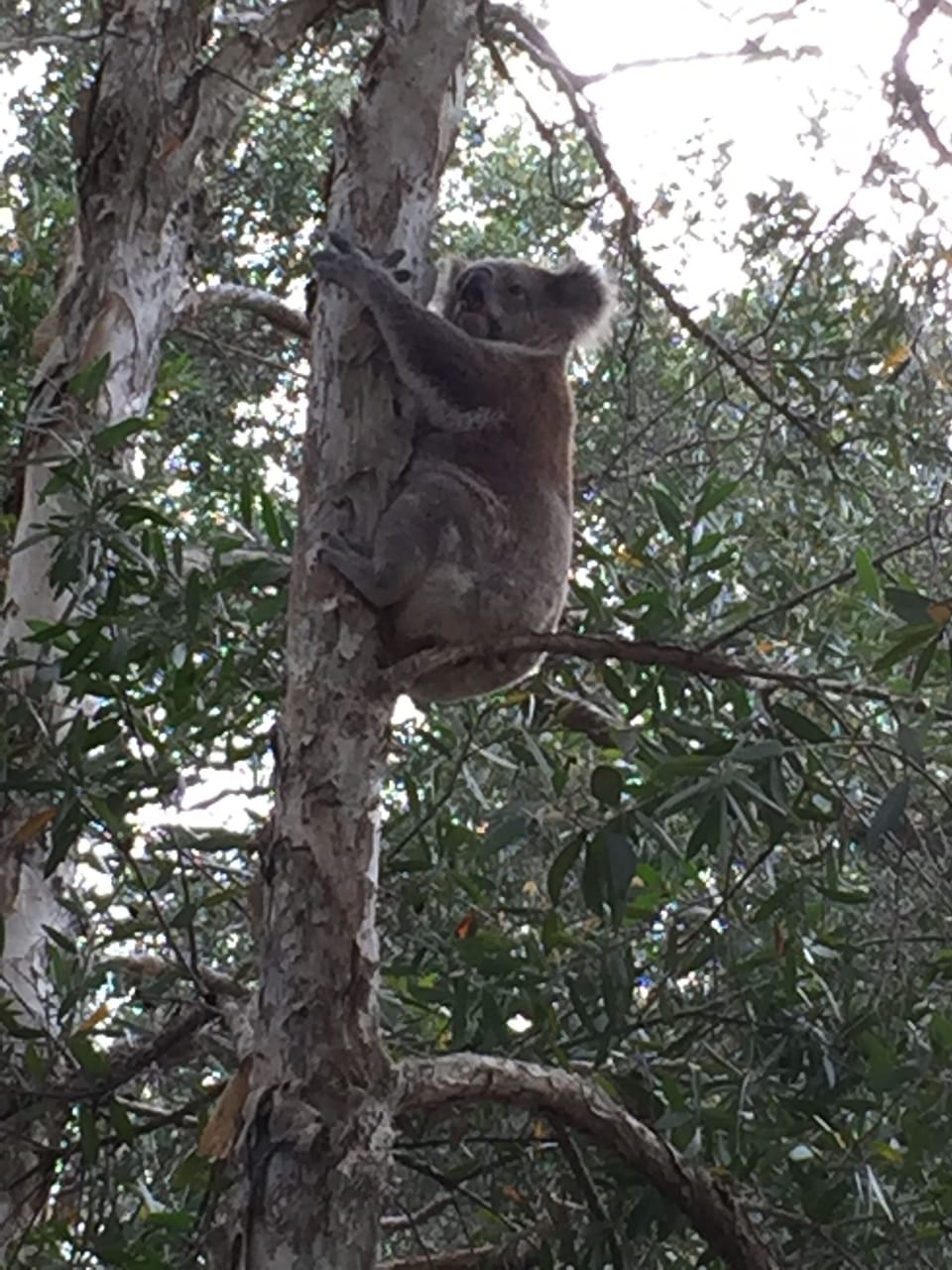 Local Wildlife 