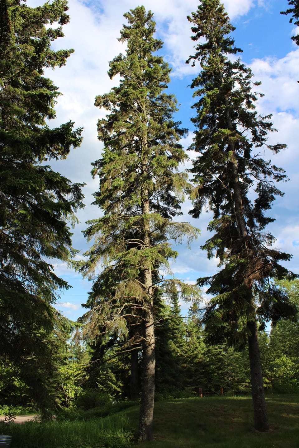 Surrounded by Spruce trees is a wonderful place to be!